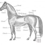 cheval