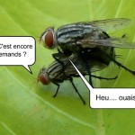 Mouches